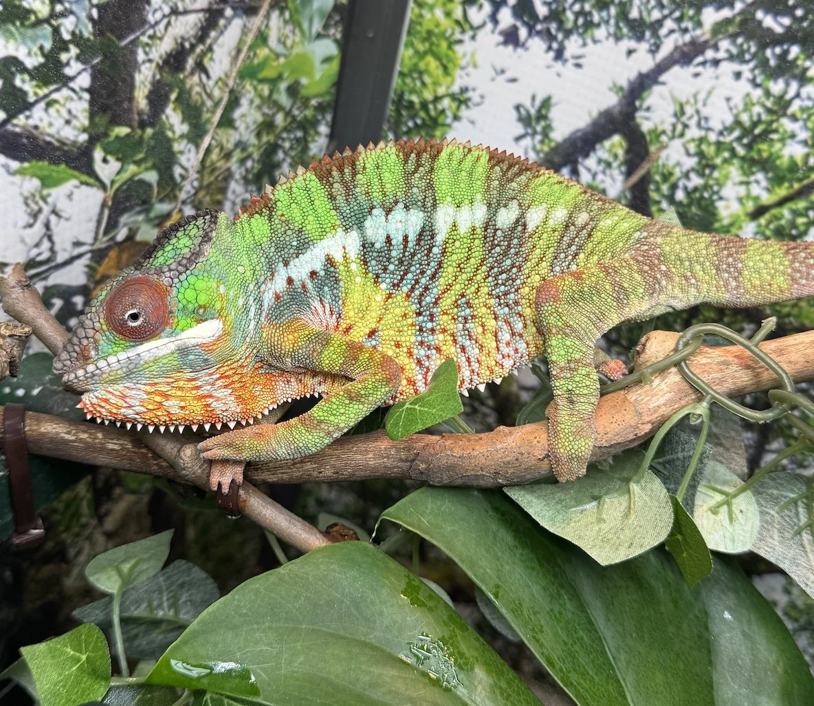 The Reptile Keeper Journal — Neptune the Chameleon